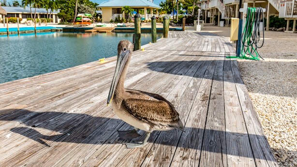 Dock - The Reef at Marathon (Marathon)