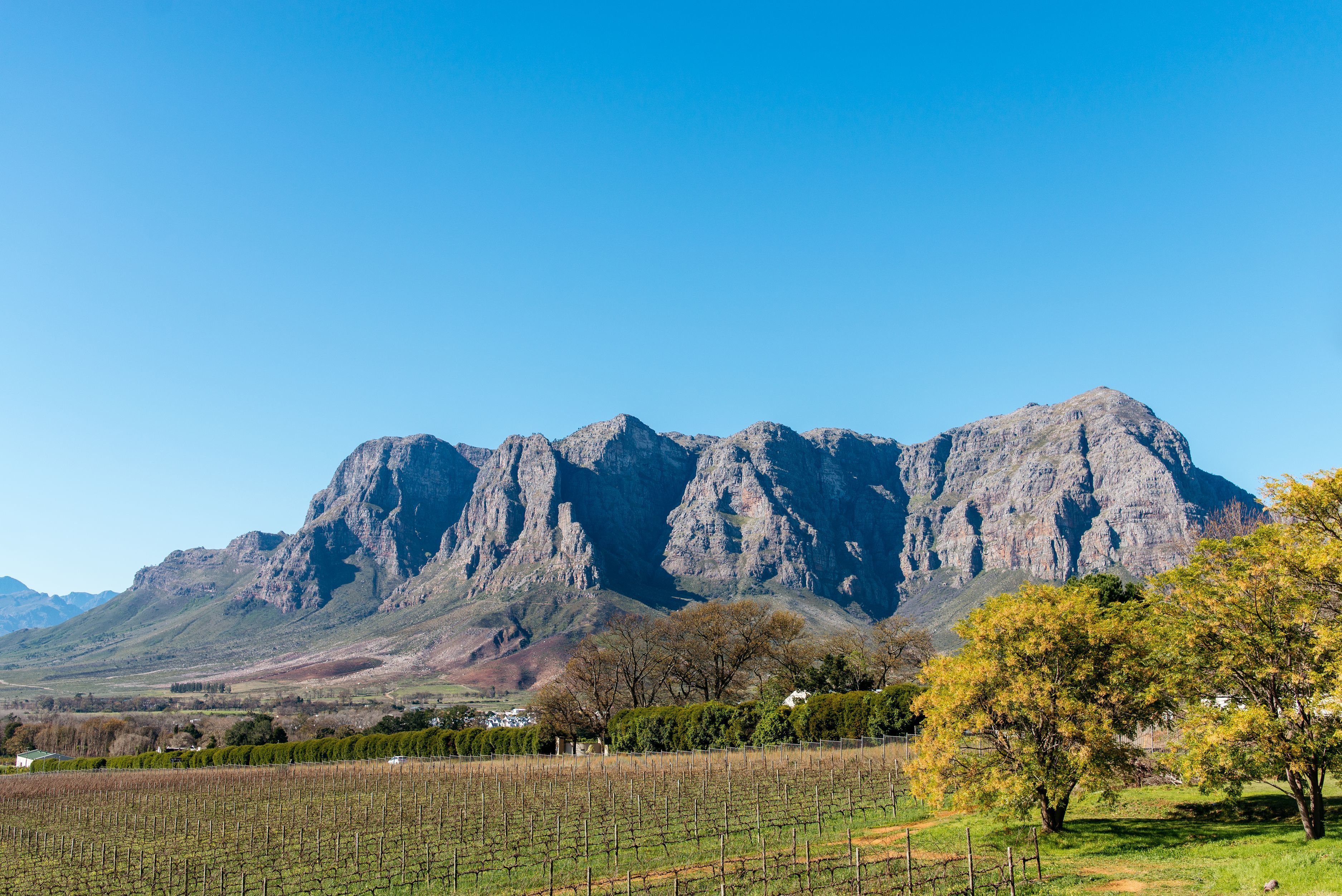 A vineyard with rows of grapevines and a mountain range in the background.