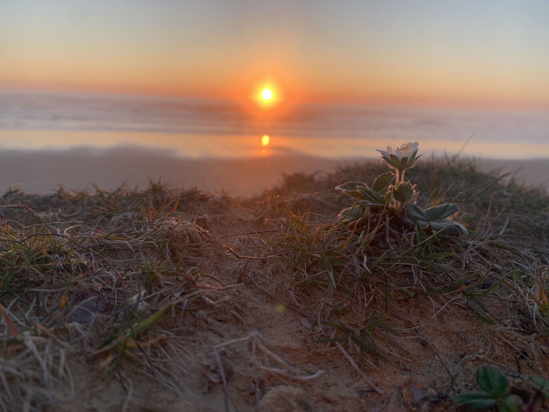 A sunset over a beach with sparse vegetation and a clear sky.