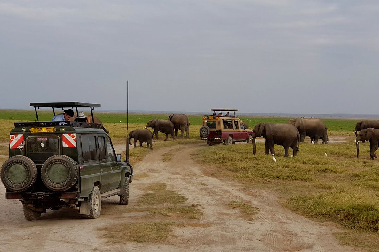 Safari