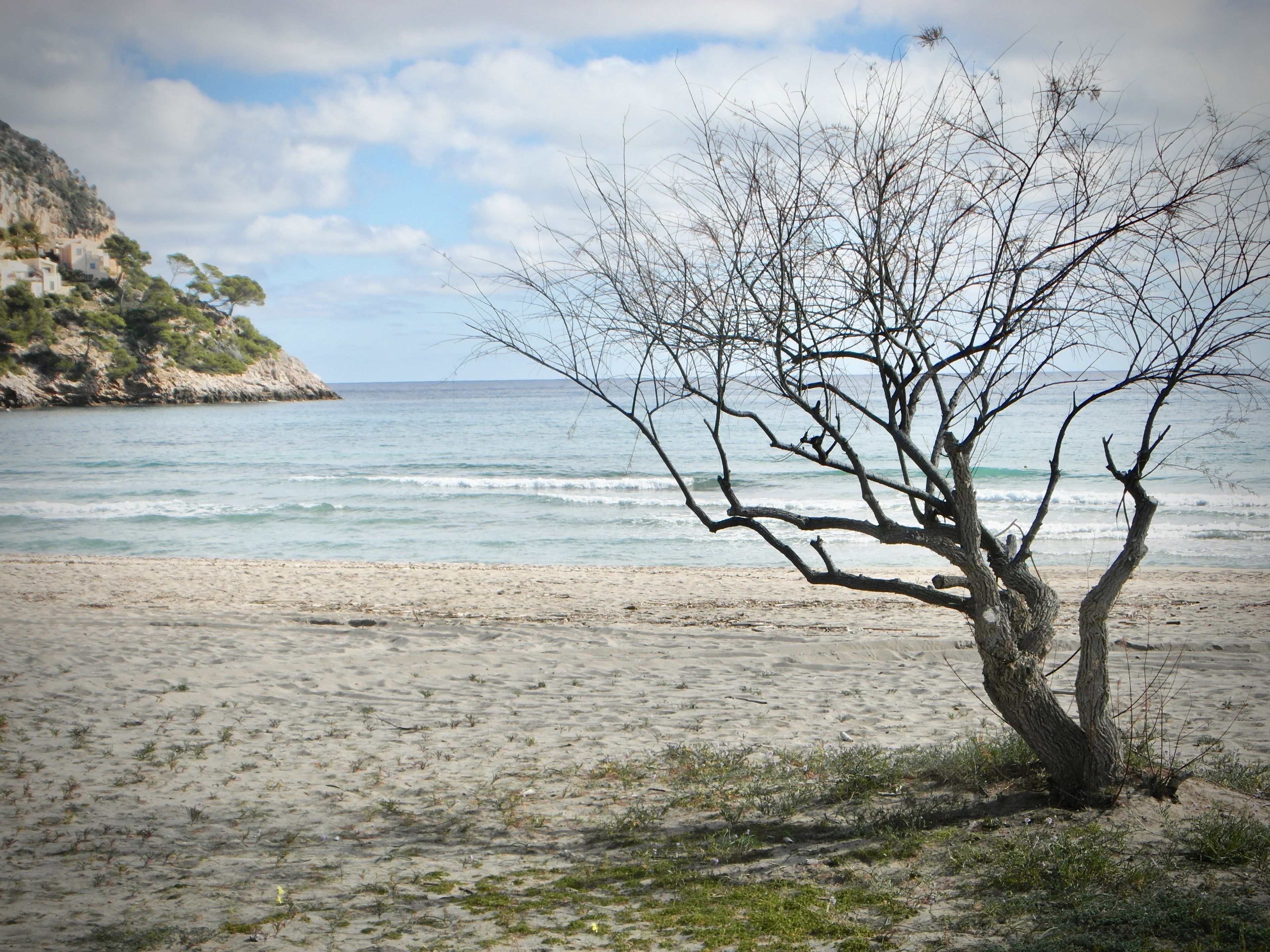 A beach with a single tree in the foreground and a rocky cliff in the background.