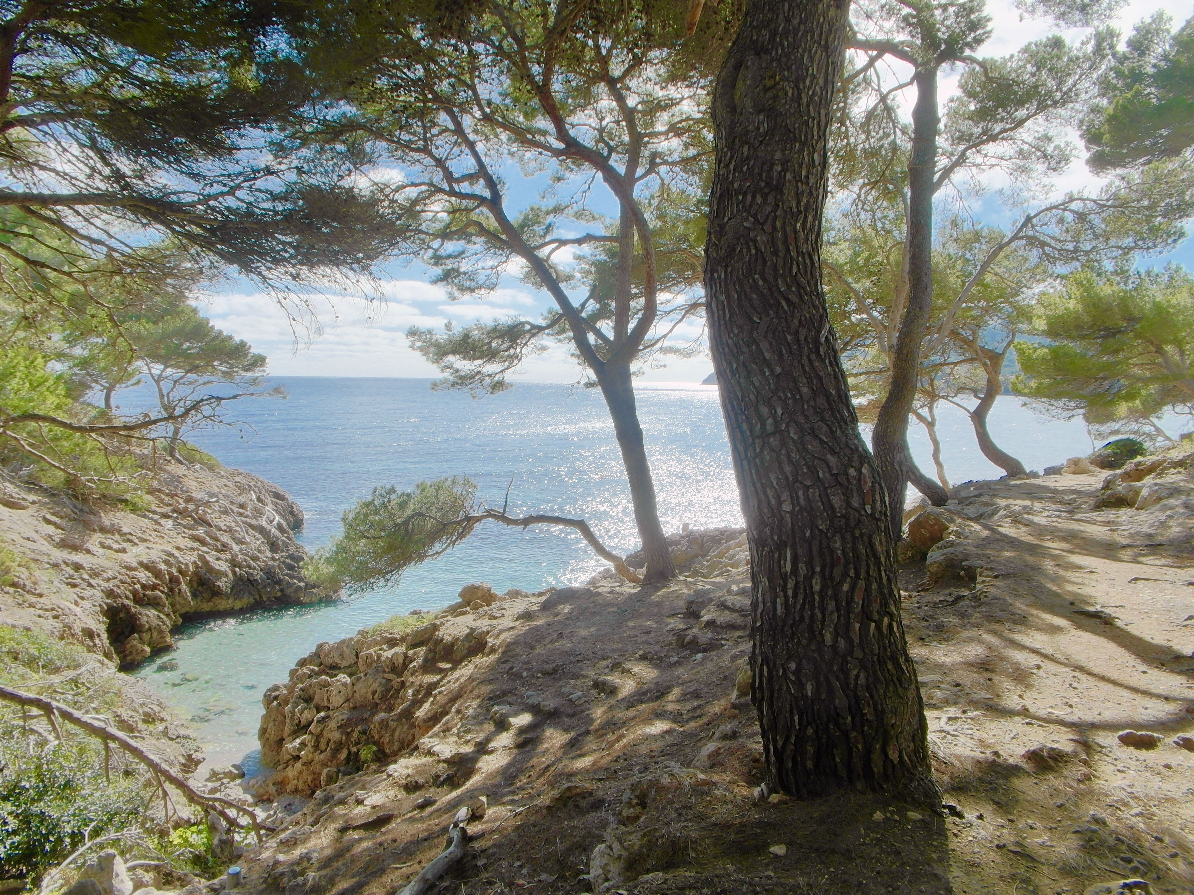 Un paysage côtier rocheux, parsemé d’arbres, offrant une vue dégagée sur la mer.
