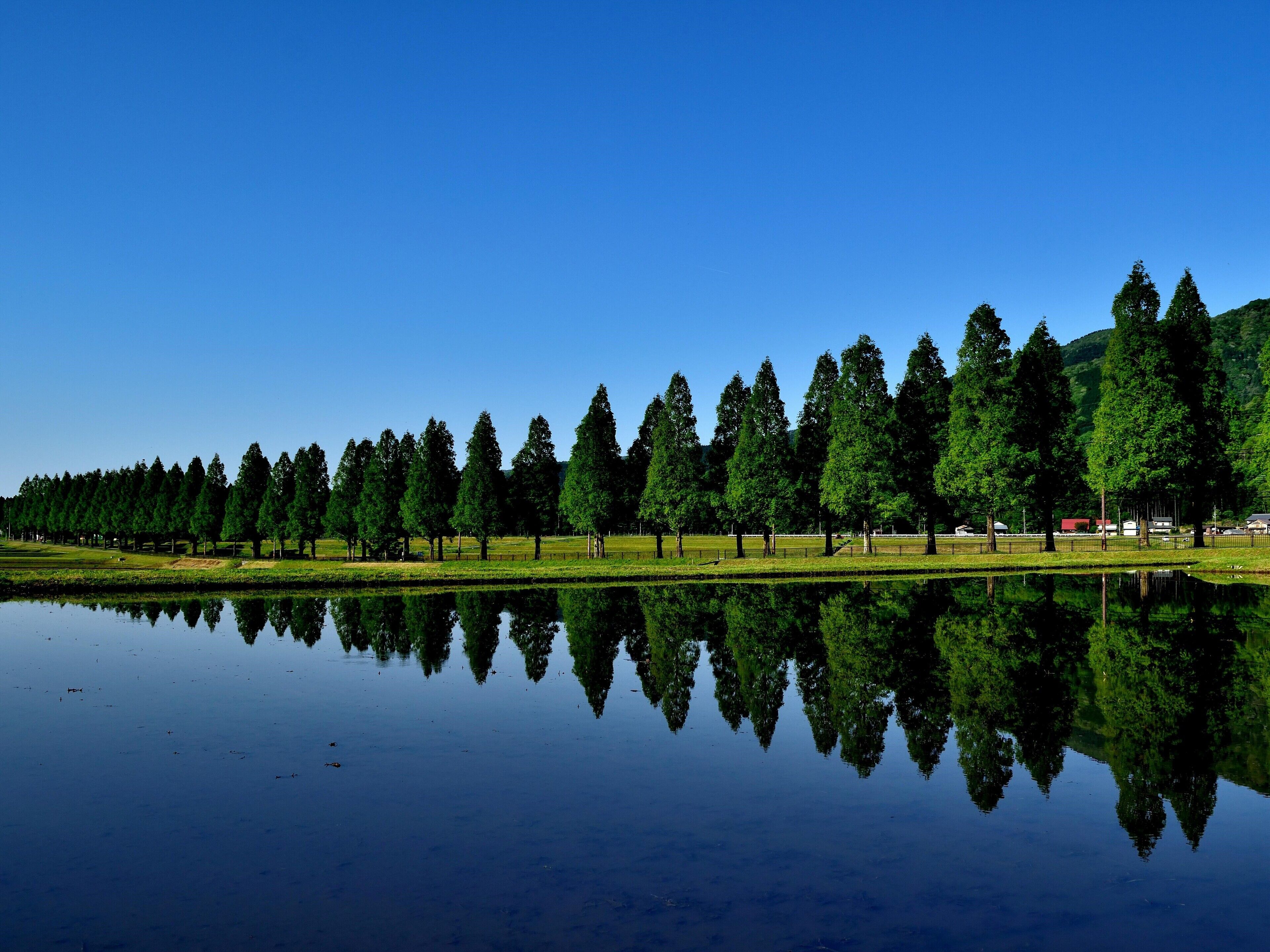 A serene landscape with a row of tall trees reflected in a calm body of water, a clear blue sky, and a distant hill.
