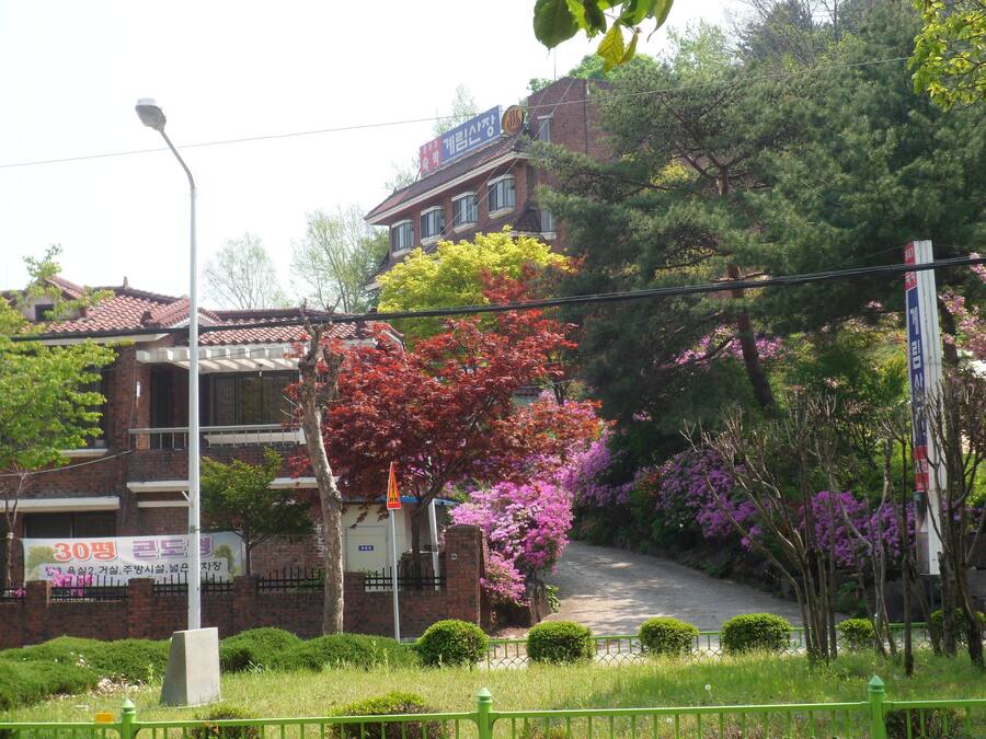 Ein traditionelles koreanisches Gebäude mit einem Ziegeldach, umgeben von üppiger Vegetation und blühenden Bäumen.