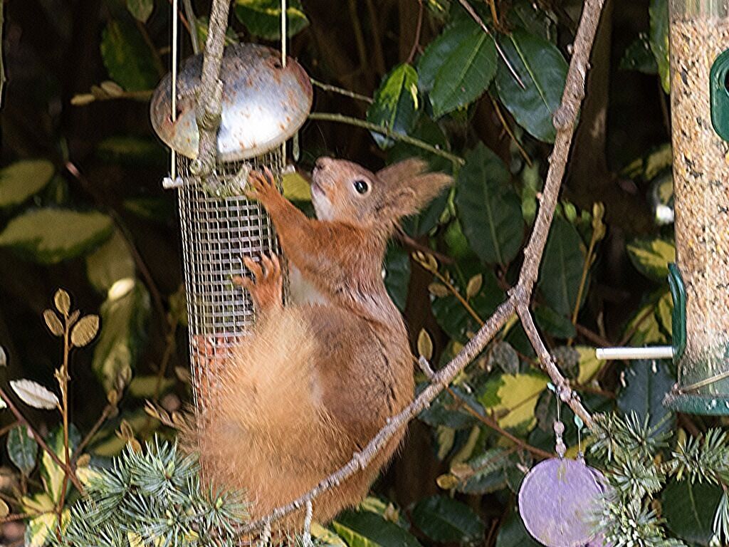A squirrel reaching for food from a bird feeder.