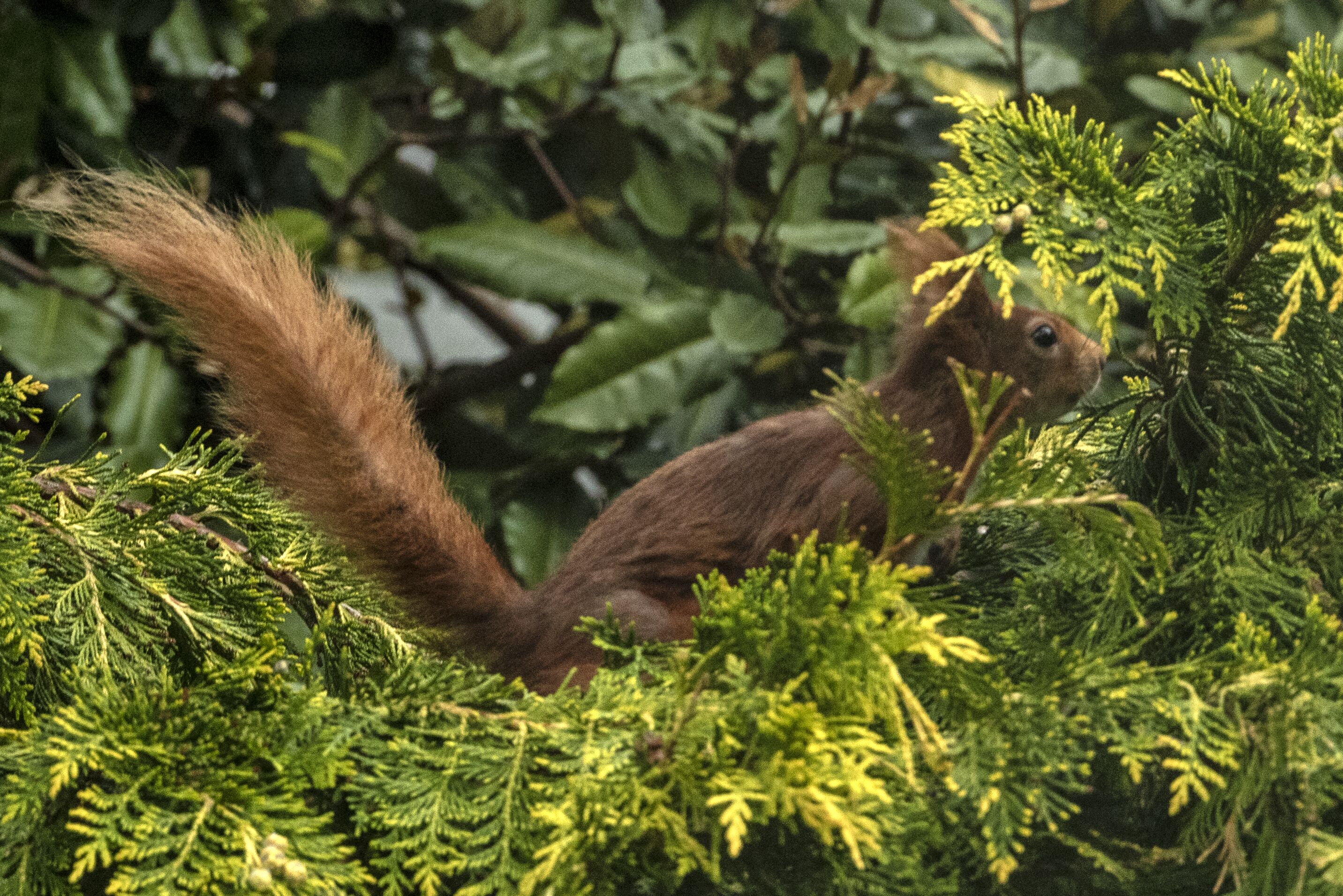 A squirrel in a dense green forest.