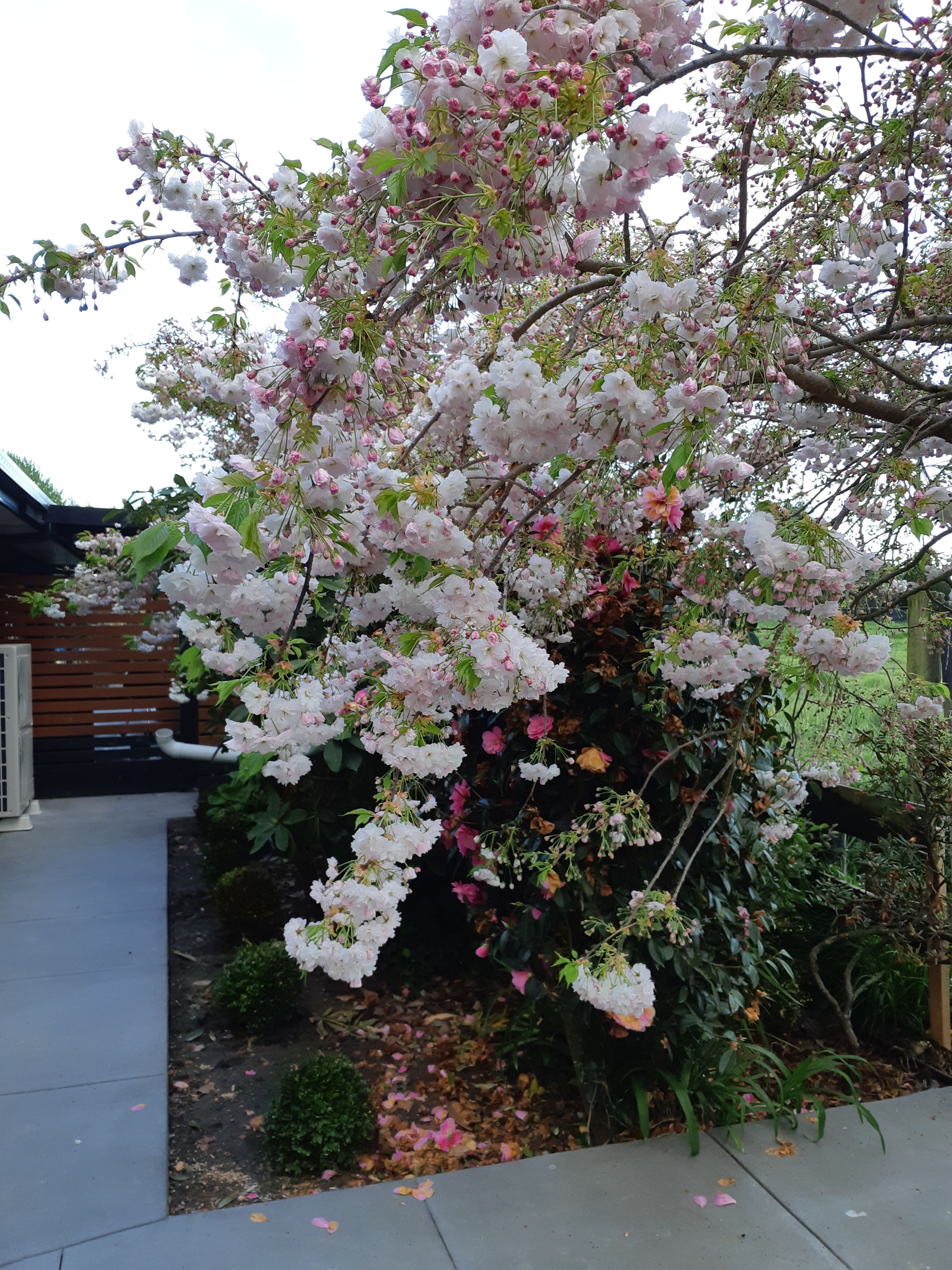Photo - Maples on Harewood