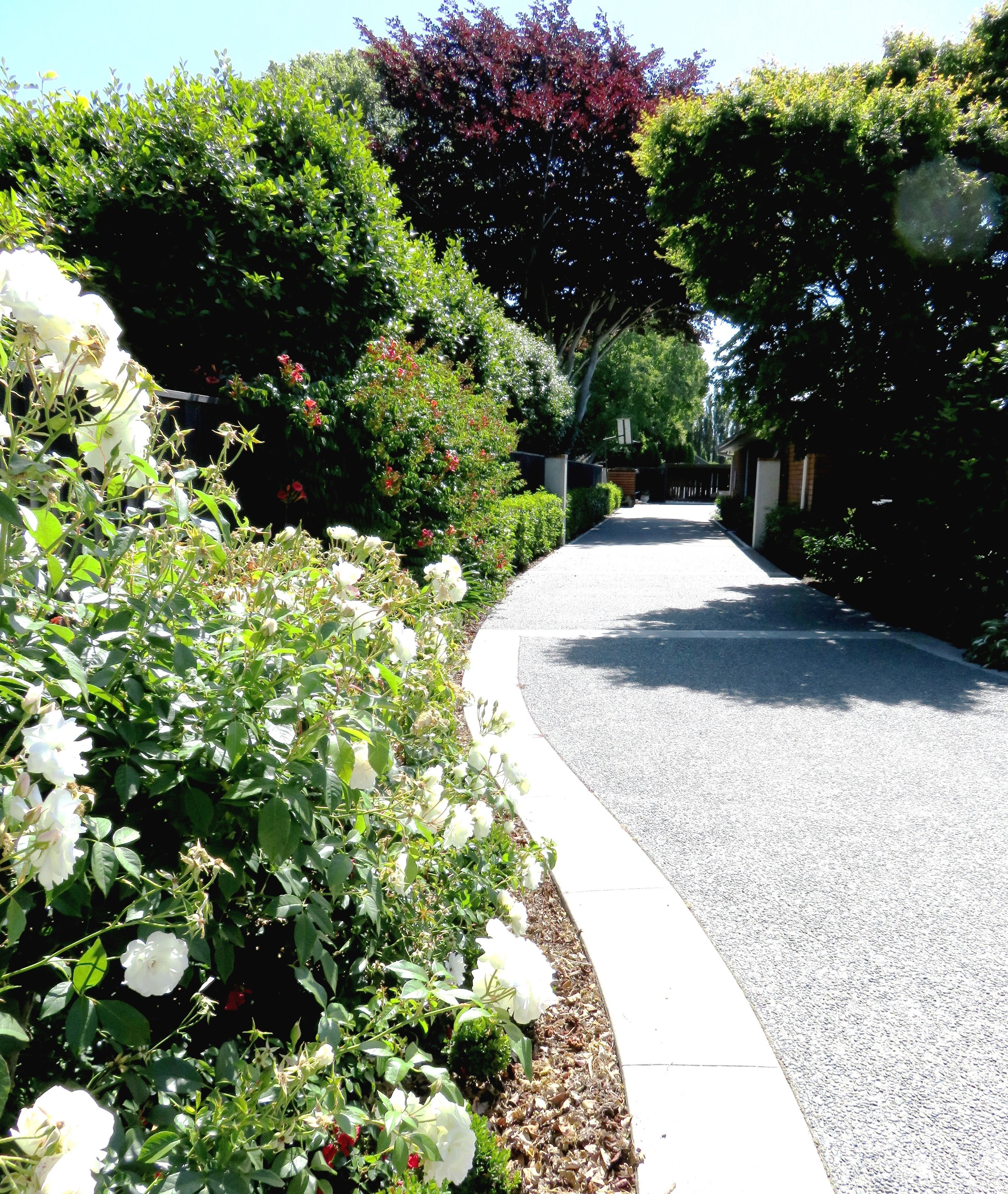 Photo - Maples on Harewood