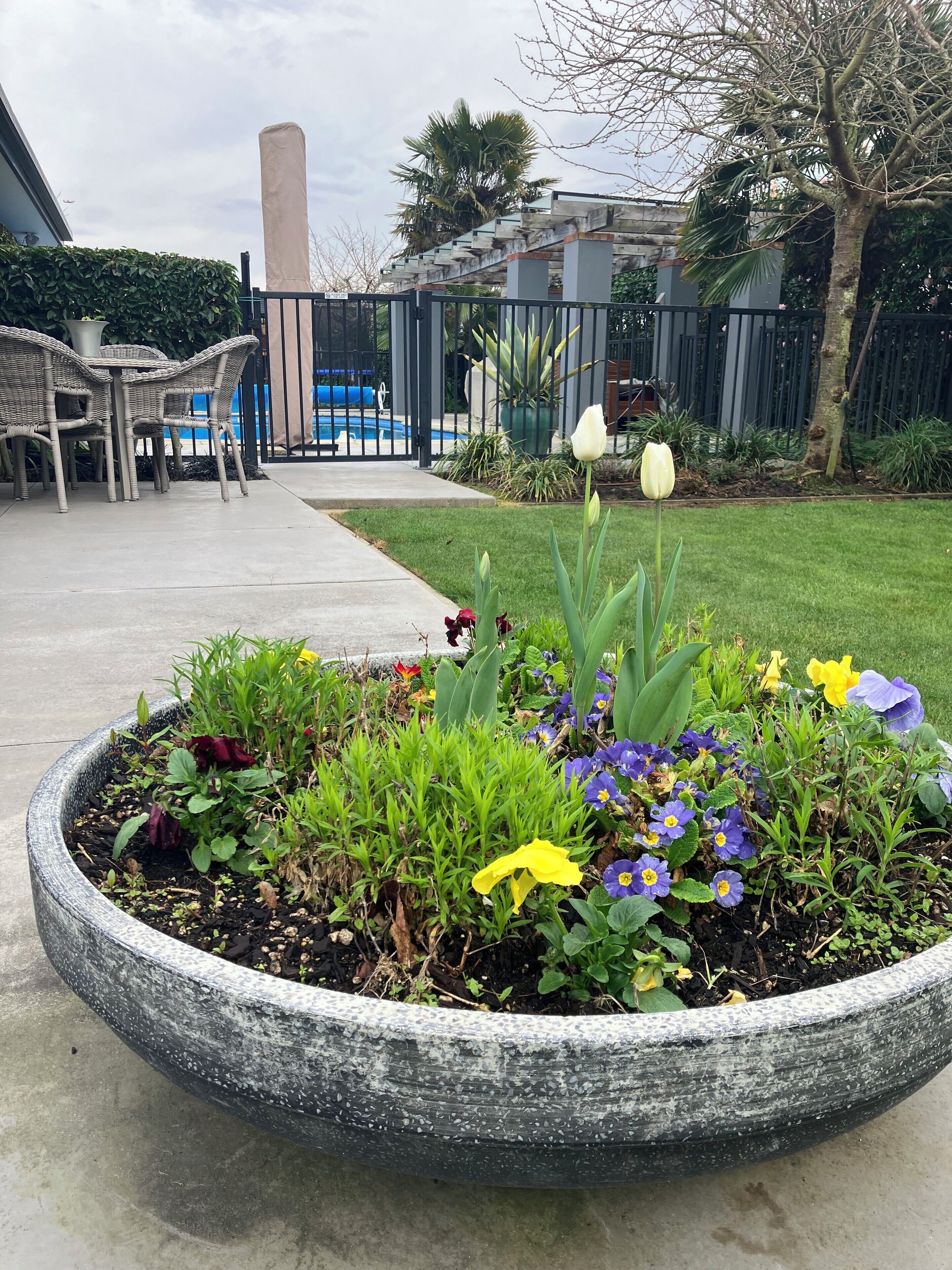 Photo - Maples on Harewood
