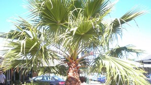A palm tree with a textured trunk and a fan-shaped canopy, surrounded by a paved area and parked cars. - Ningana Motel (Mudgee)