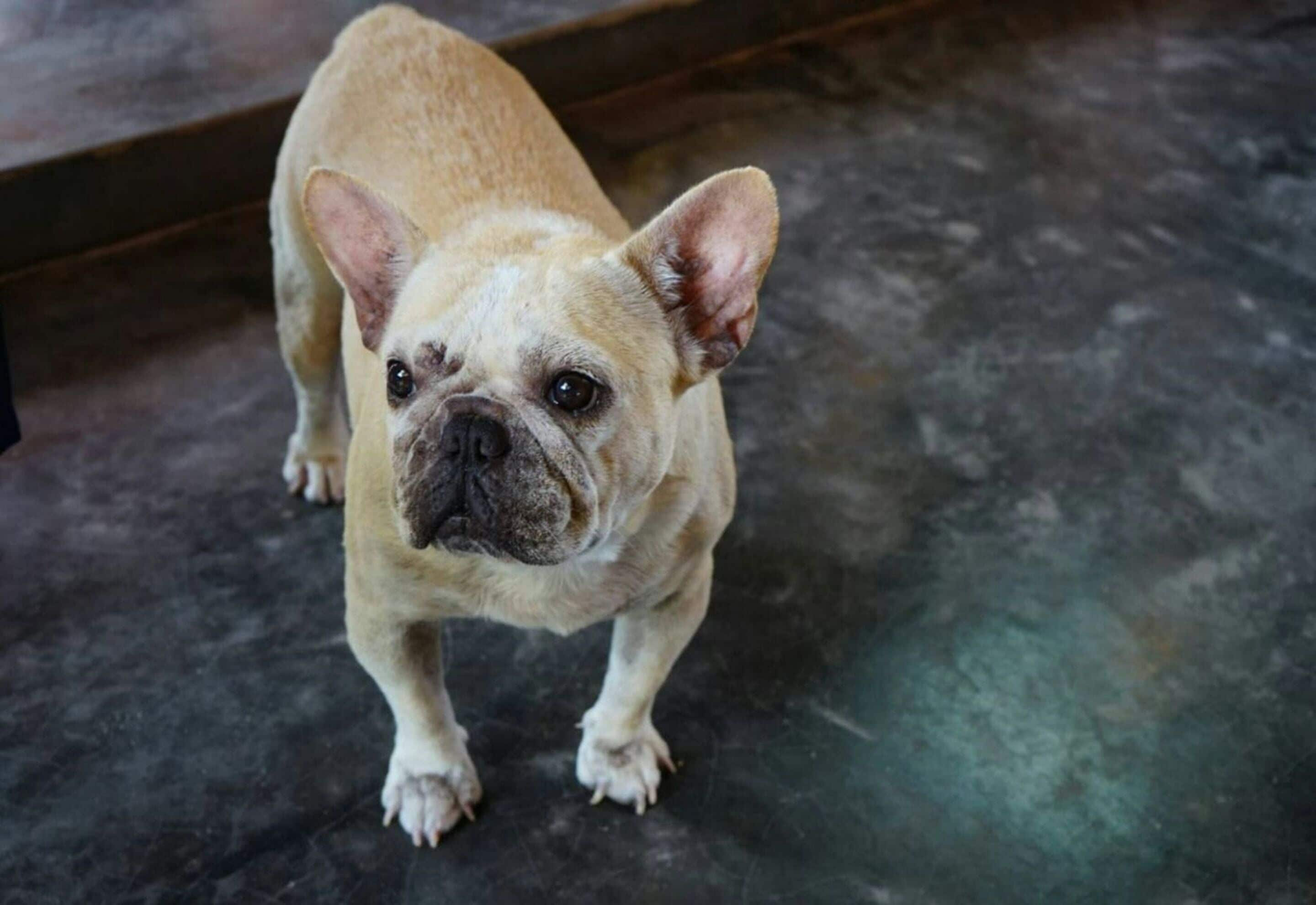 Un perro pequeño de pelaje claro parado sobre un suelo de hormigón.