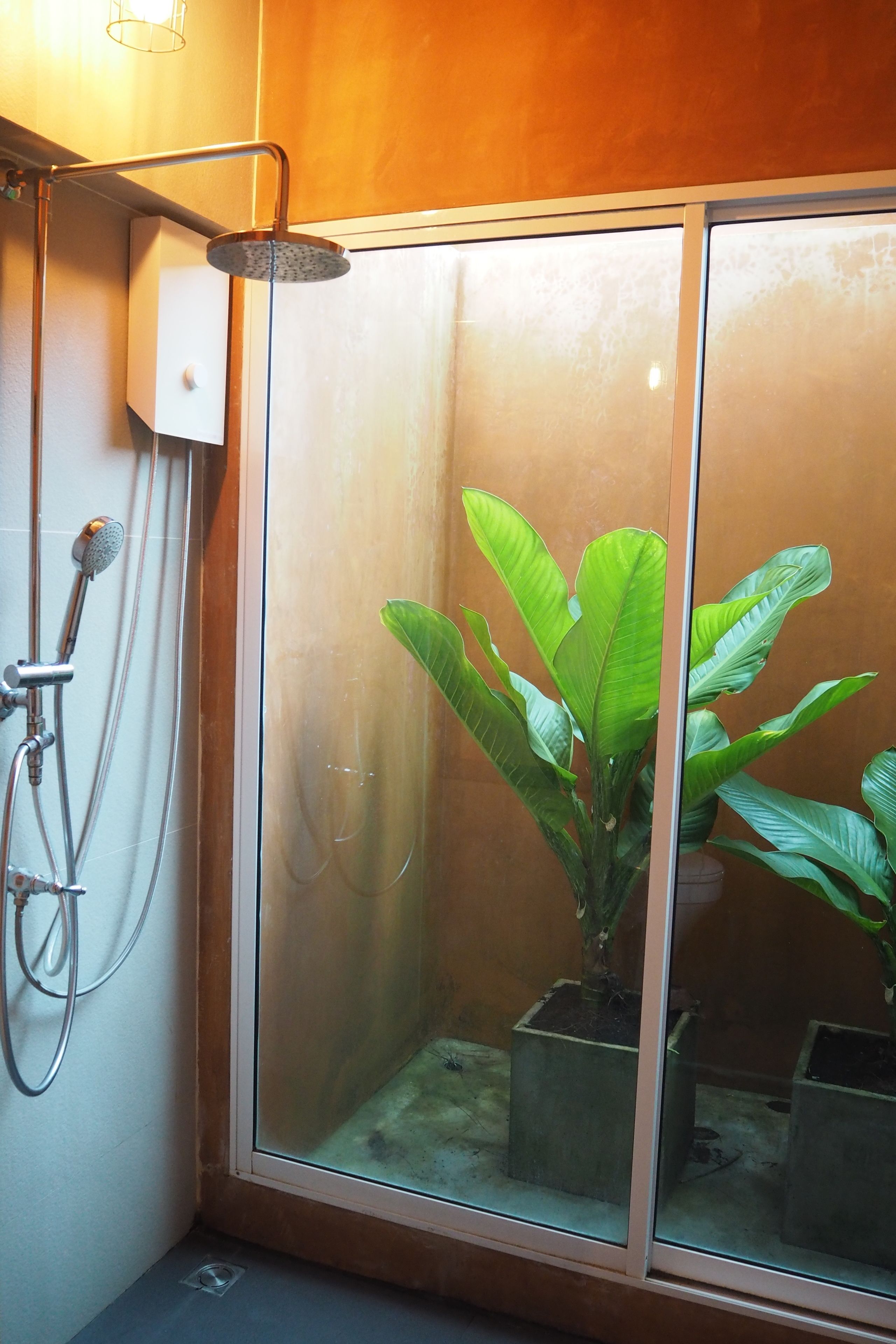 A shower enclosure with a glass door, a potted plant inside, and a showerhead mounted on the wall.