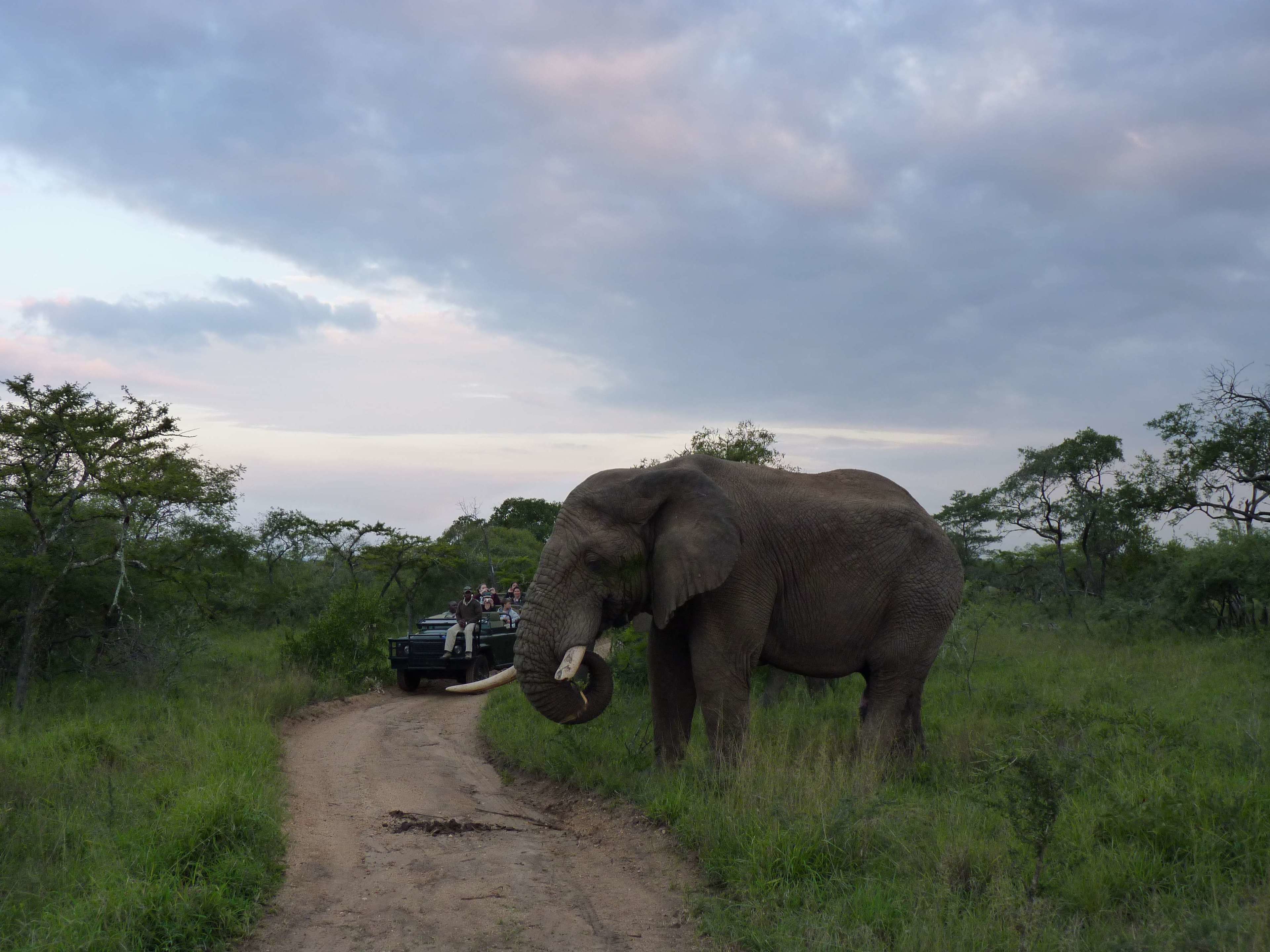 An elephant walking on a dirt path with a vehicle in the background.