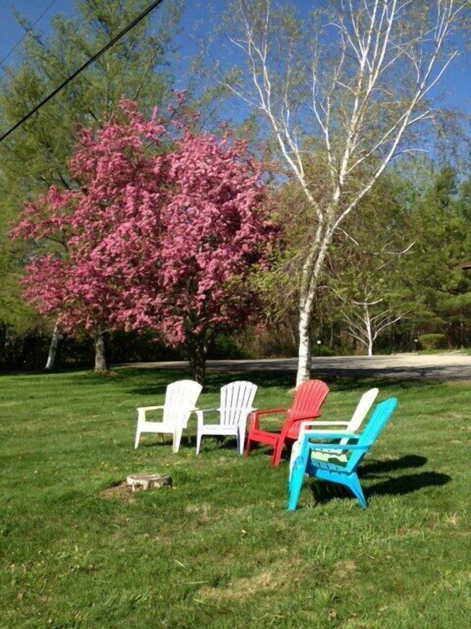 A grassy area with four Adirondack chairs in white, red, and blue colors, and a large tree with pink blossoms.
