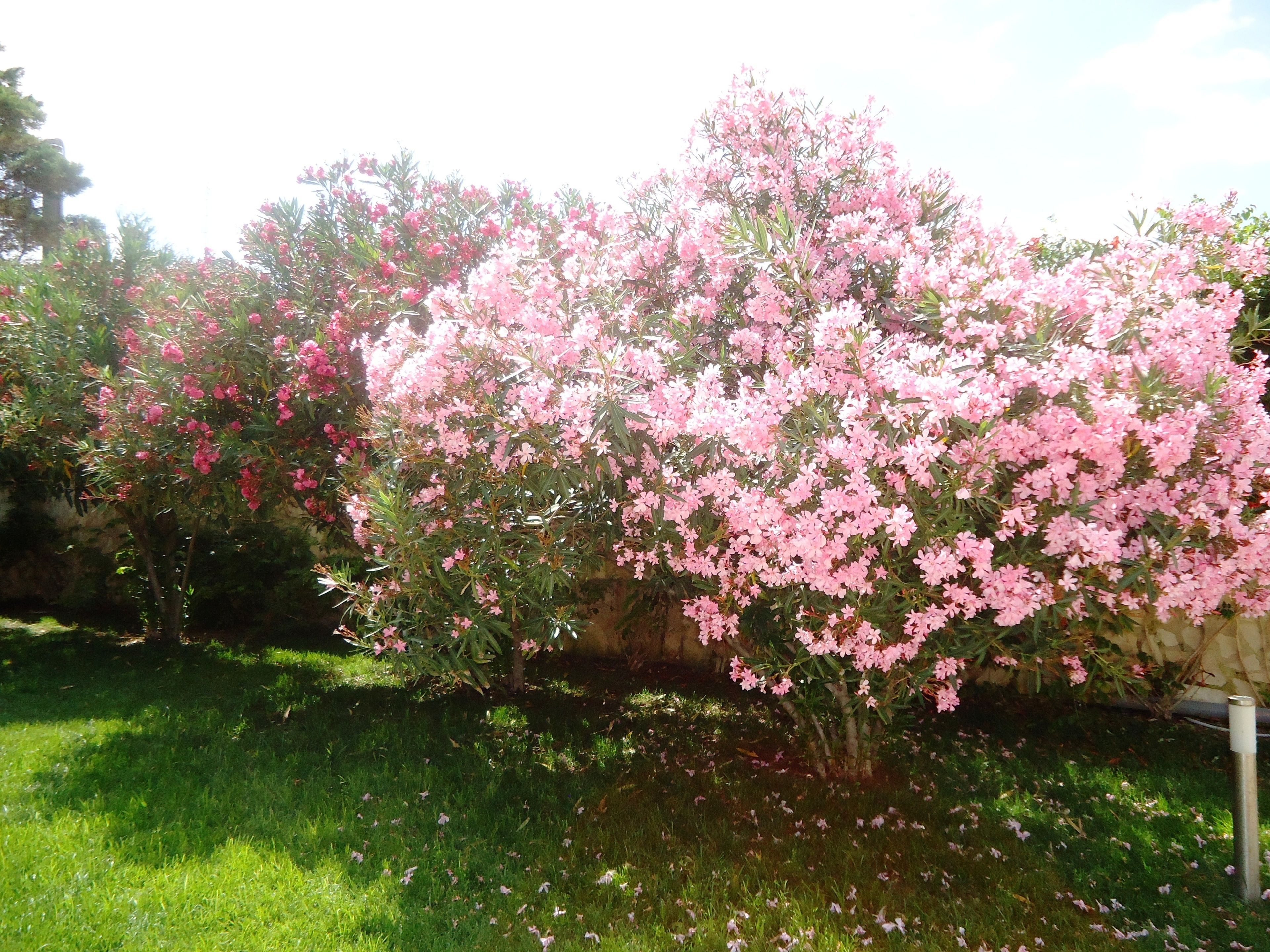 Foto - Villa Dafne