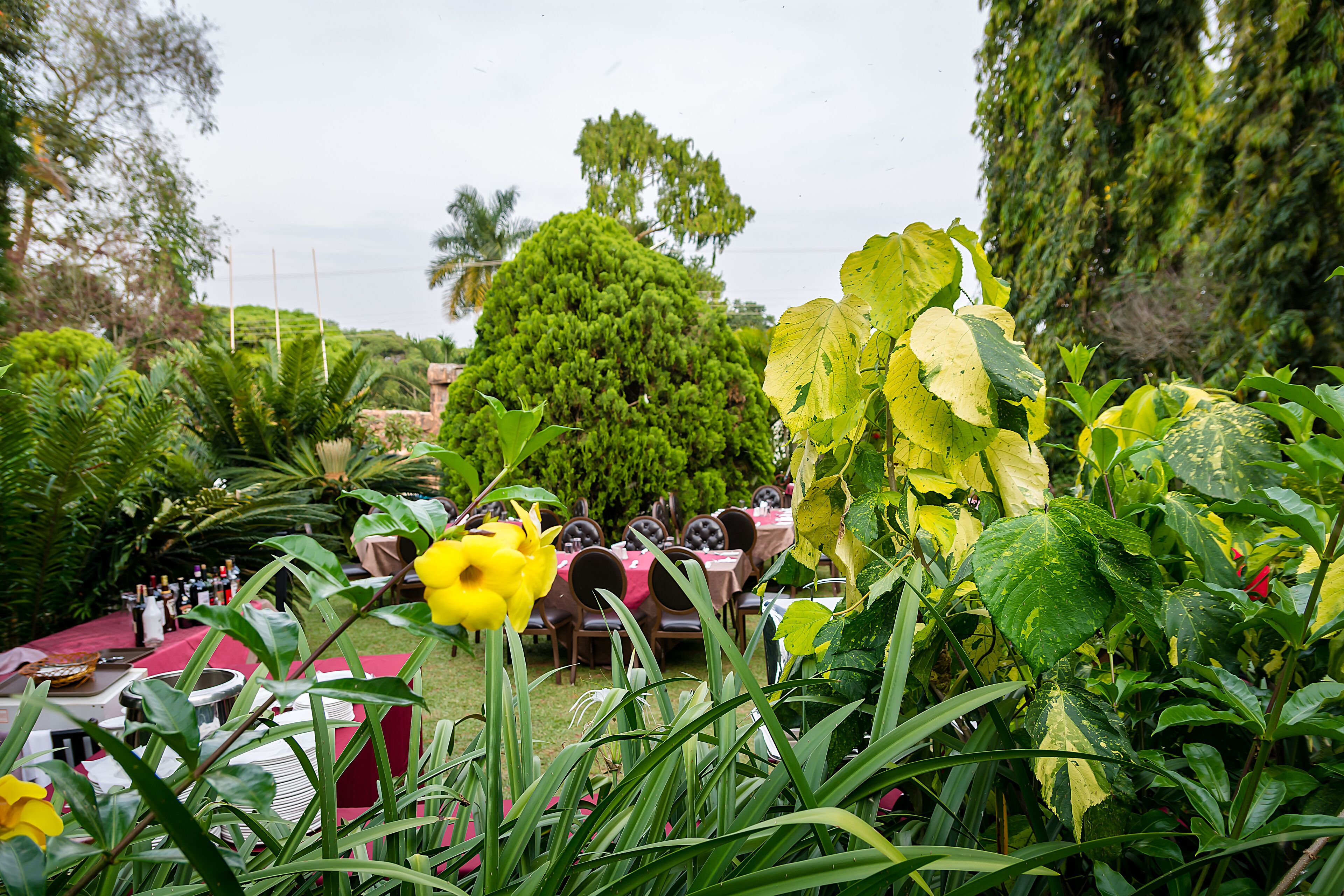 Un jardín al aire libre con mesas y sillas, rodeado de abundante follaje y diversas plantas.