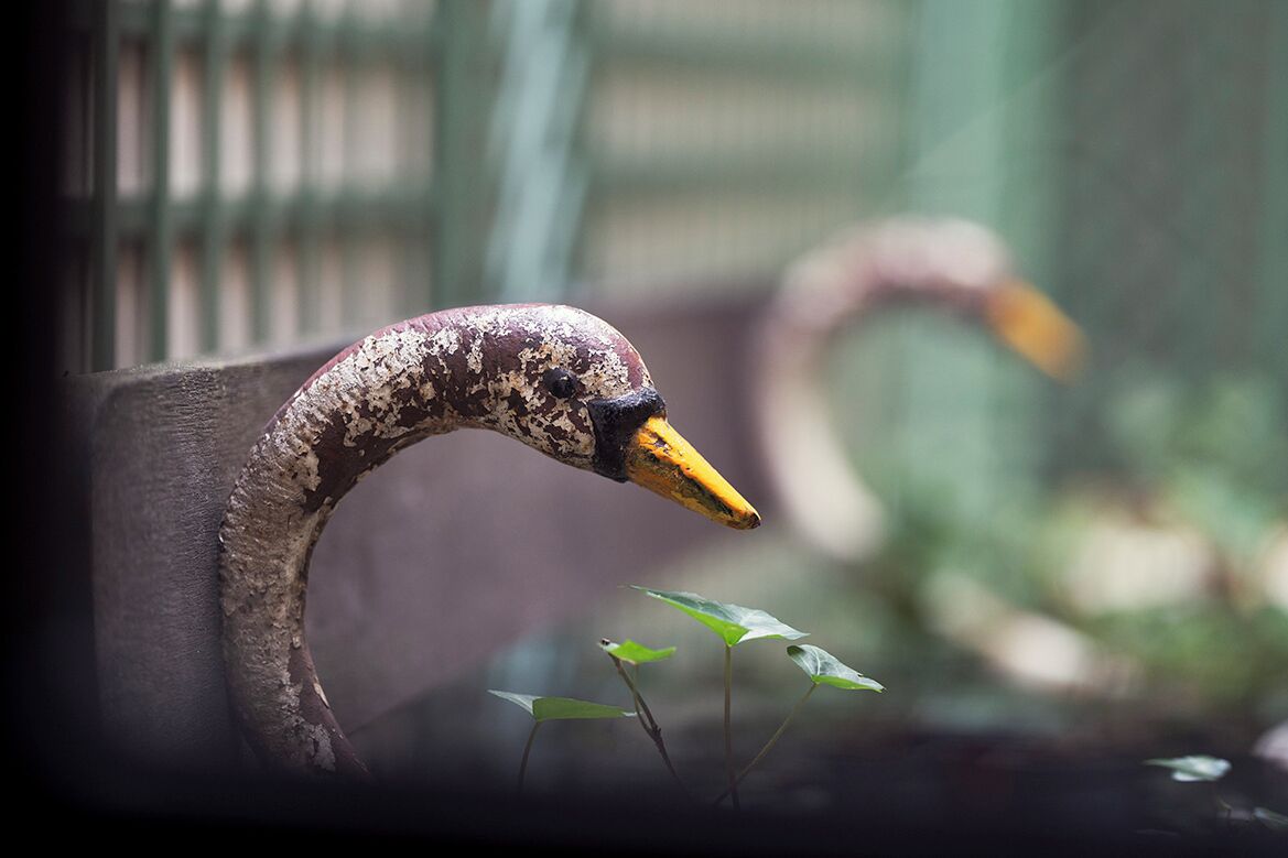 Ein Vogel mit gebogenem Hals und gelbem Schnabel, möglicherweise in einer Zoo-Anlage.