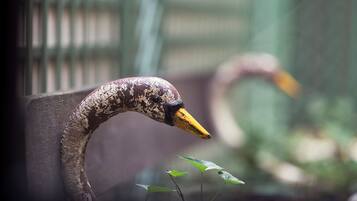 Ein Vogel mit gebogenem Hals und gelbem Schnabel, möglicherweise in einer Zoo-Anlage.