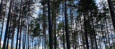 A forest with tall trees and a dirt path.