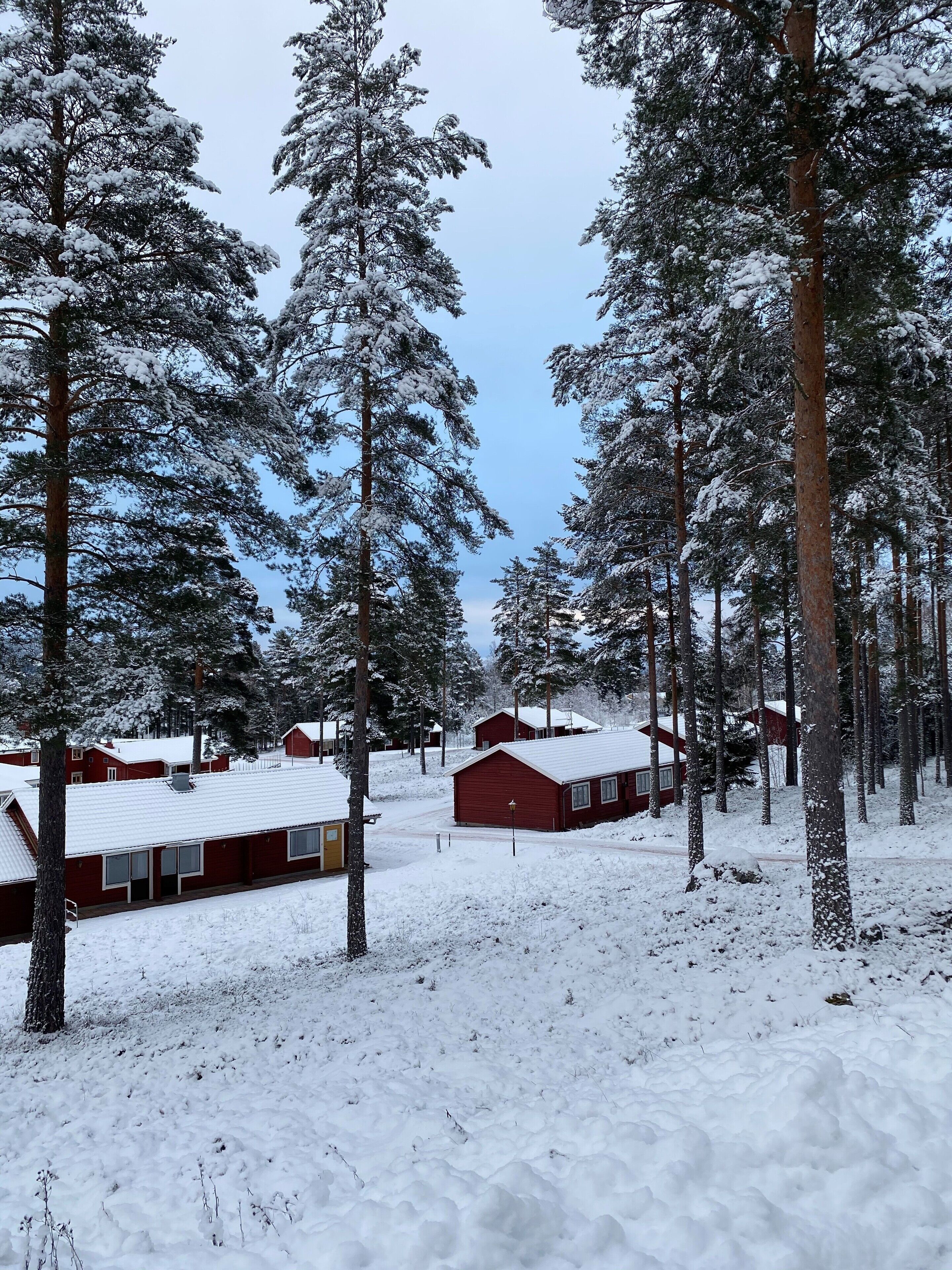 Bosque nevado con cabañas rojas y cielo despejado.