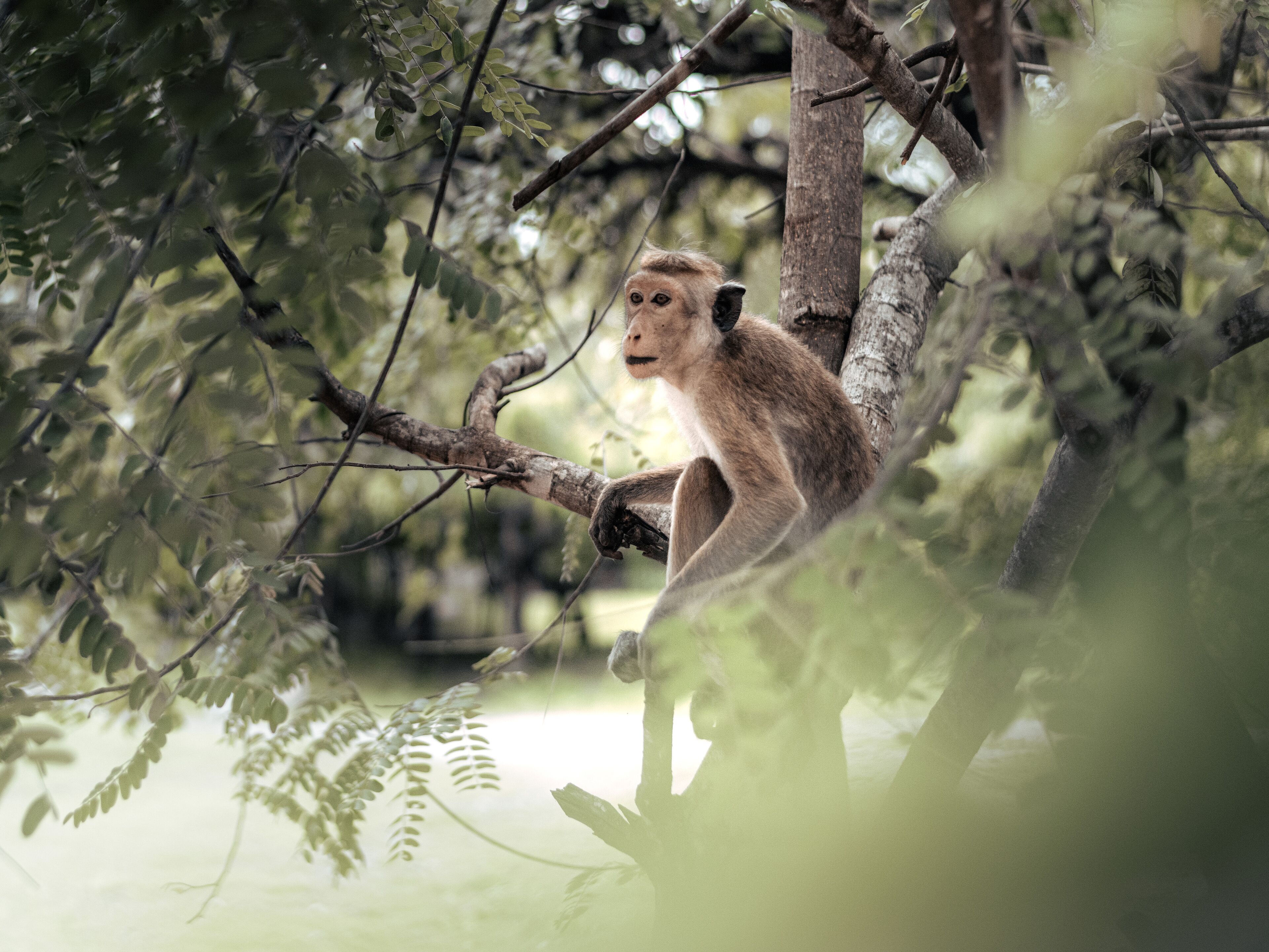 A monkey sitting on a tree branch surrounded by dense foliage.