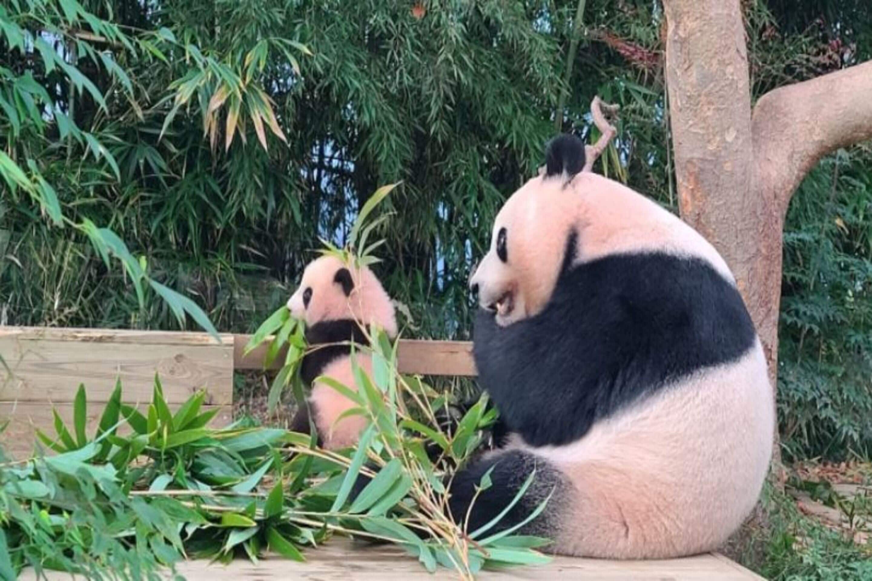 Two pandas sitting on a wooden platform surrounded by bamboo plants.