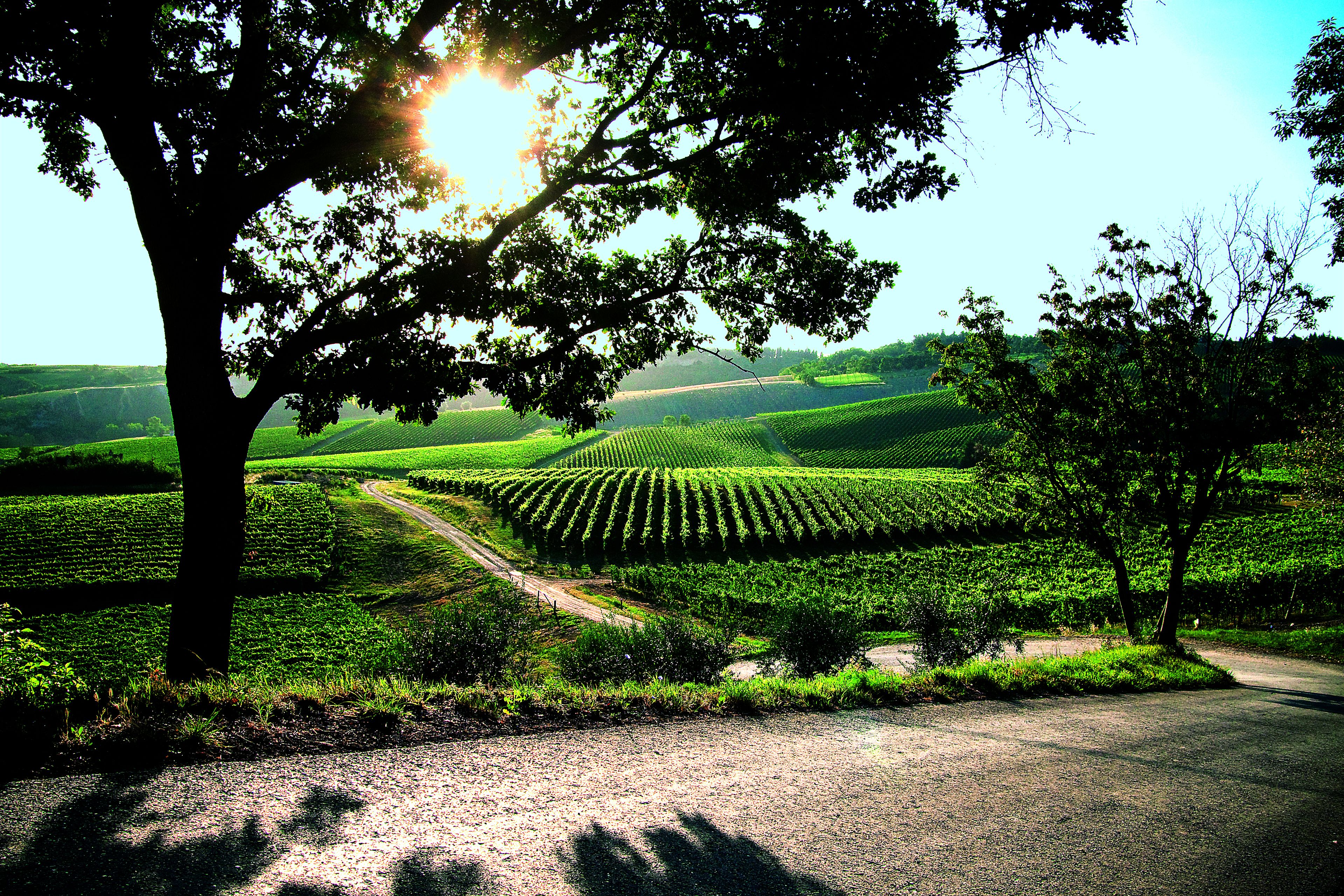 Foto - Borgo Conde Wine Resort