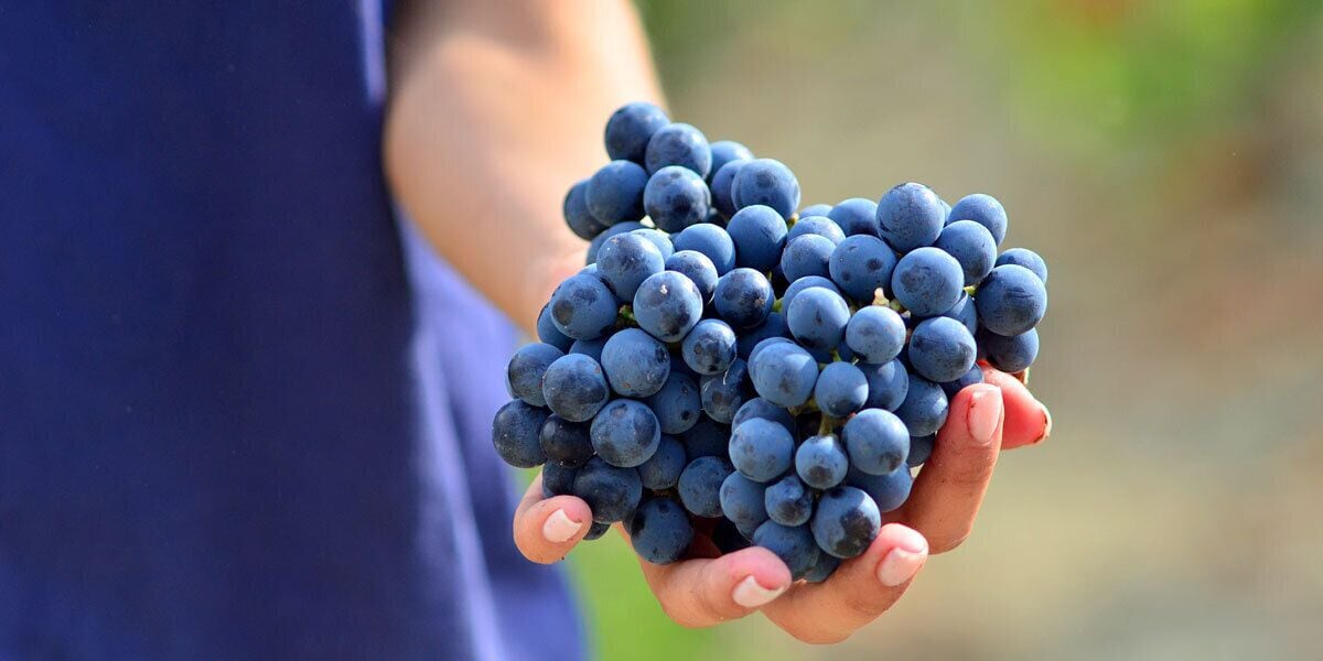 Una persona che tiene un grappolo di uva scura.
