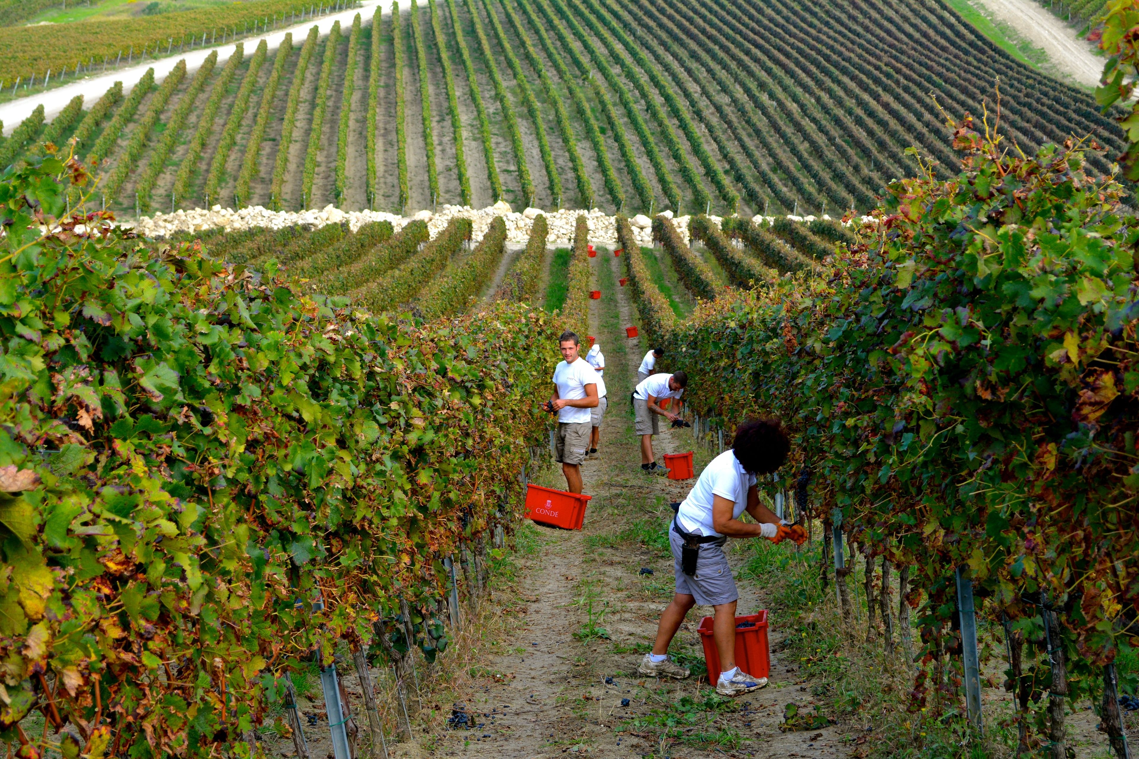 Foto - Borgo Conde Wine Resort