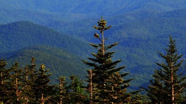 A forested mountain landscape with dense coniferous trees. - Alpine Village Inn (Blowing Rock)