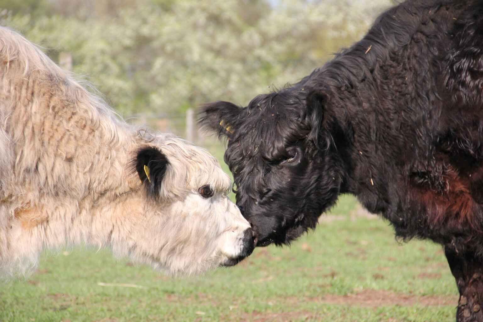 Two cows in a grassy field.