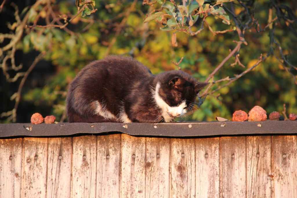 Een kat op een houten oppervlak met een wazige achtergrond van groen.