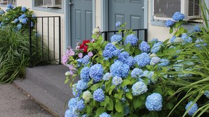 Una casa con puerta gris, una cesta colgante de flores e hidrangeas azules al frente.