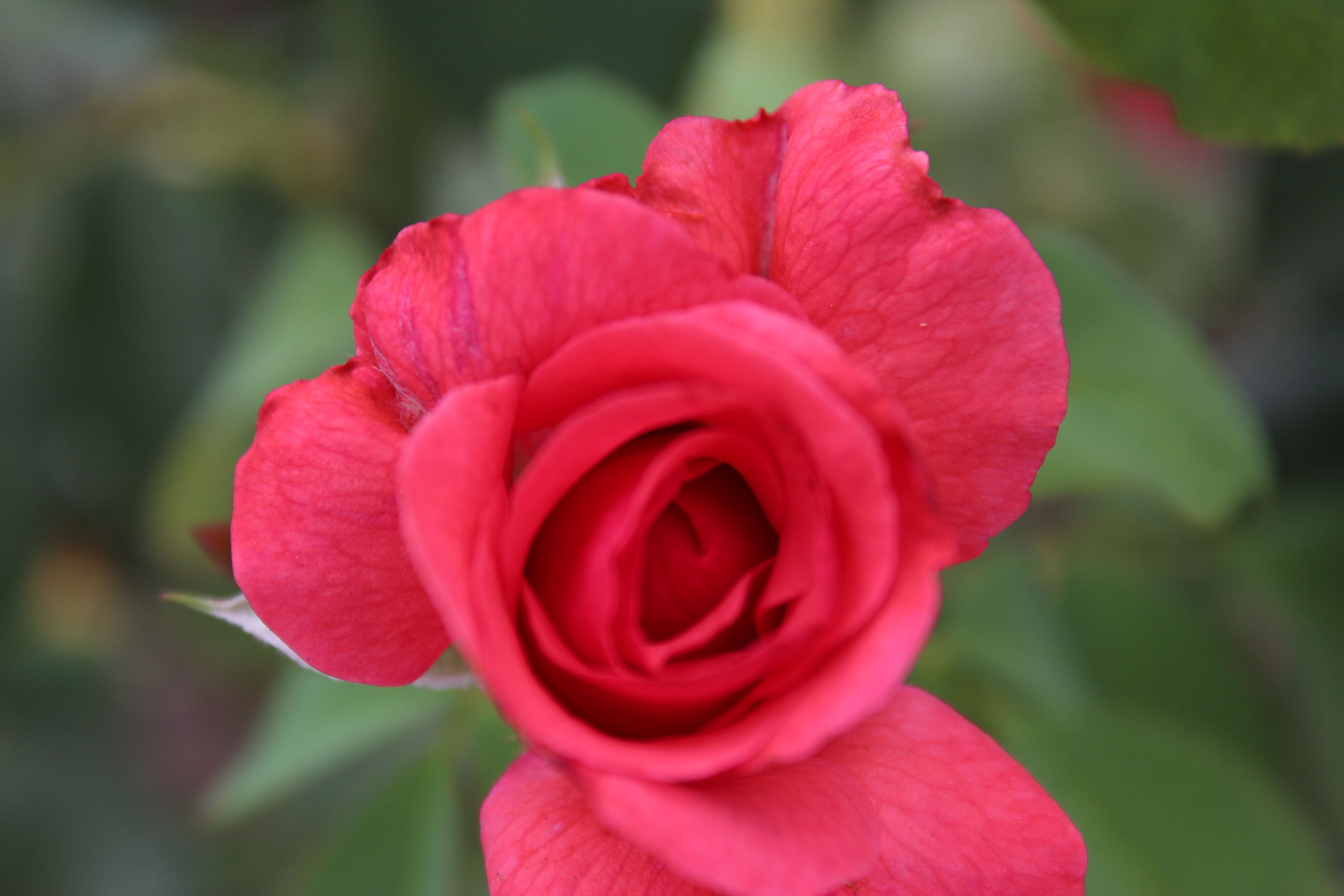 A close-up of a red rose with a blurred green background.