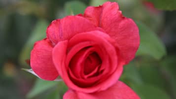 A close-up of a red rose with a blurred green background.
