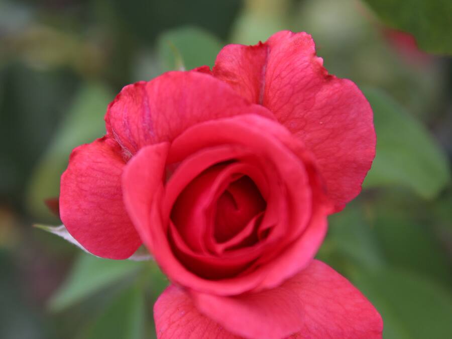 A close-up of a red rose with a blurred green background.