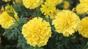 A cluster of yellow flowers with green foliage. - Tourway Inn (Birmingham)
