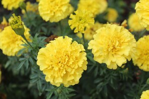 Garden - Tourway Inn (Birmingham)