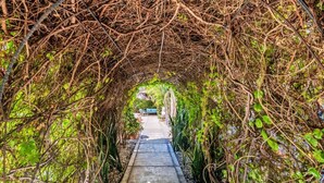 A pathway surrounded by dense foliage, leading to a structure in the distance. - Casa Kootenay Waterfront BnB (La Paz)
