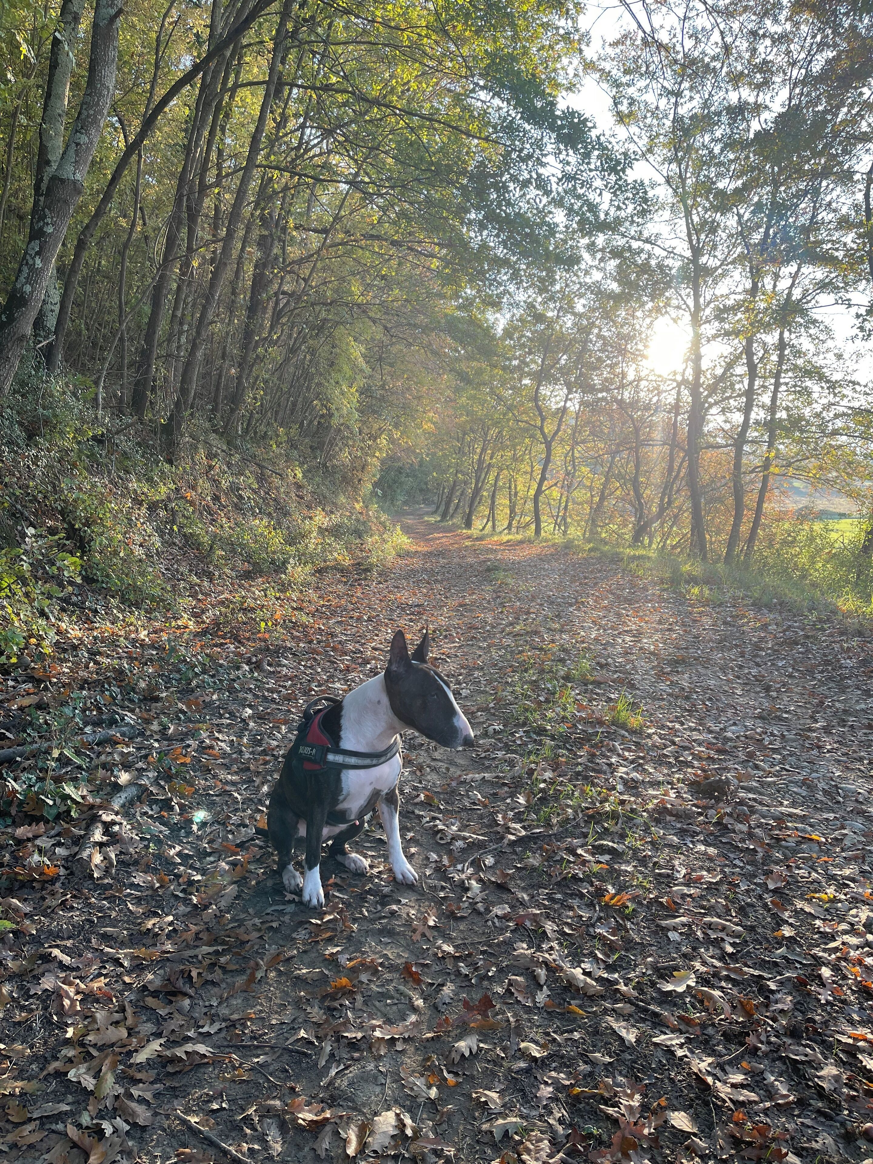 A dog walking on a leaf-covered path in a forested area.