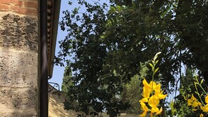 Un patio con muro de piedra, mobiliario exterior y flores amarillas.