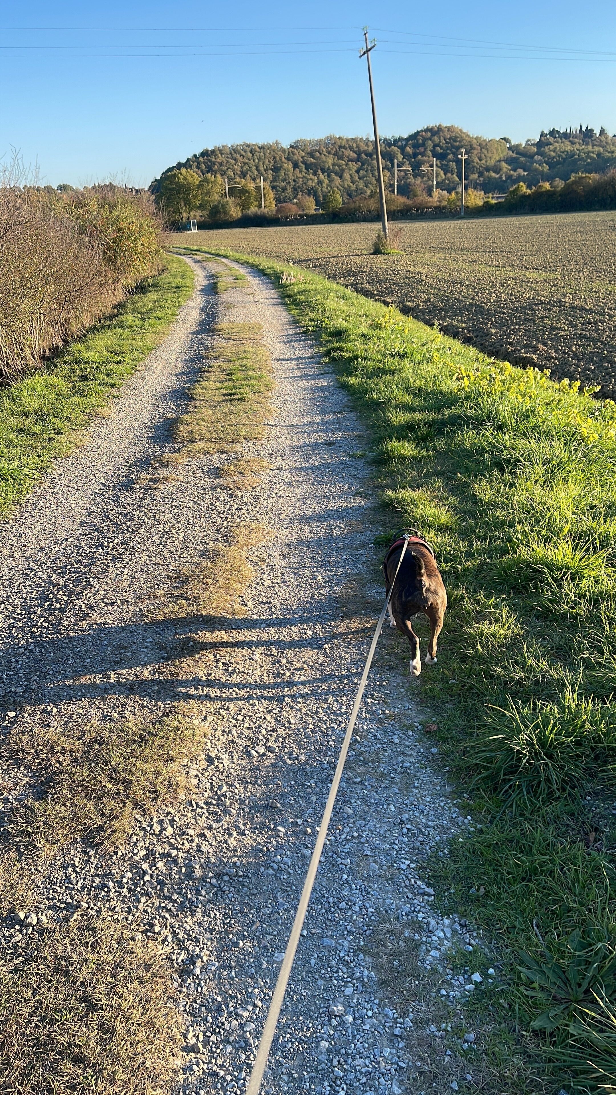 Un sendero de grava con un perro con correa alejándose de la cámara.
