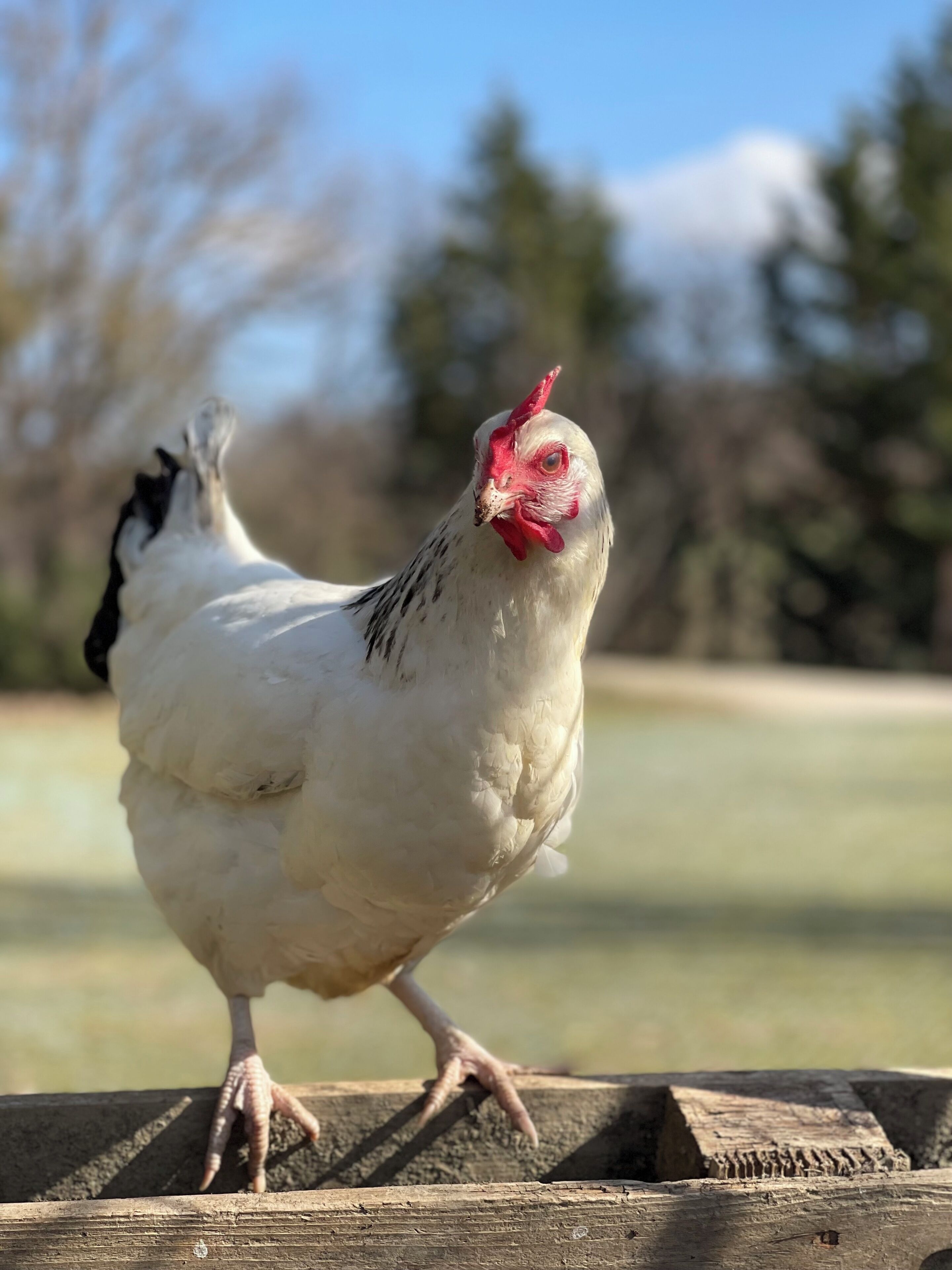 A white chicken with black tail feathers standing on a wooden surface.