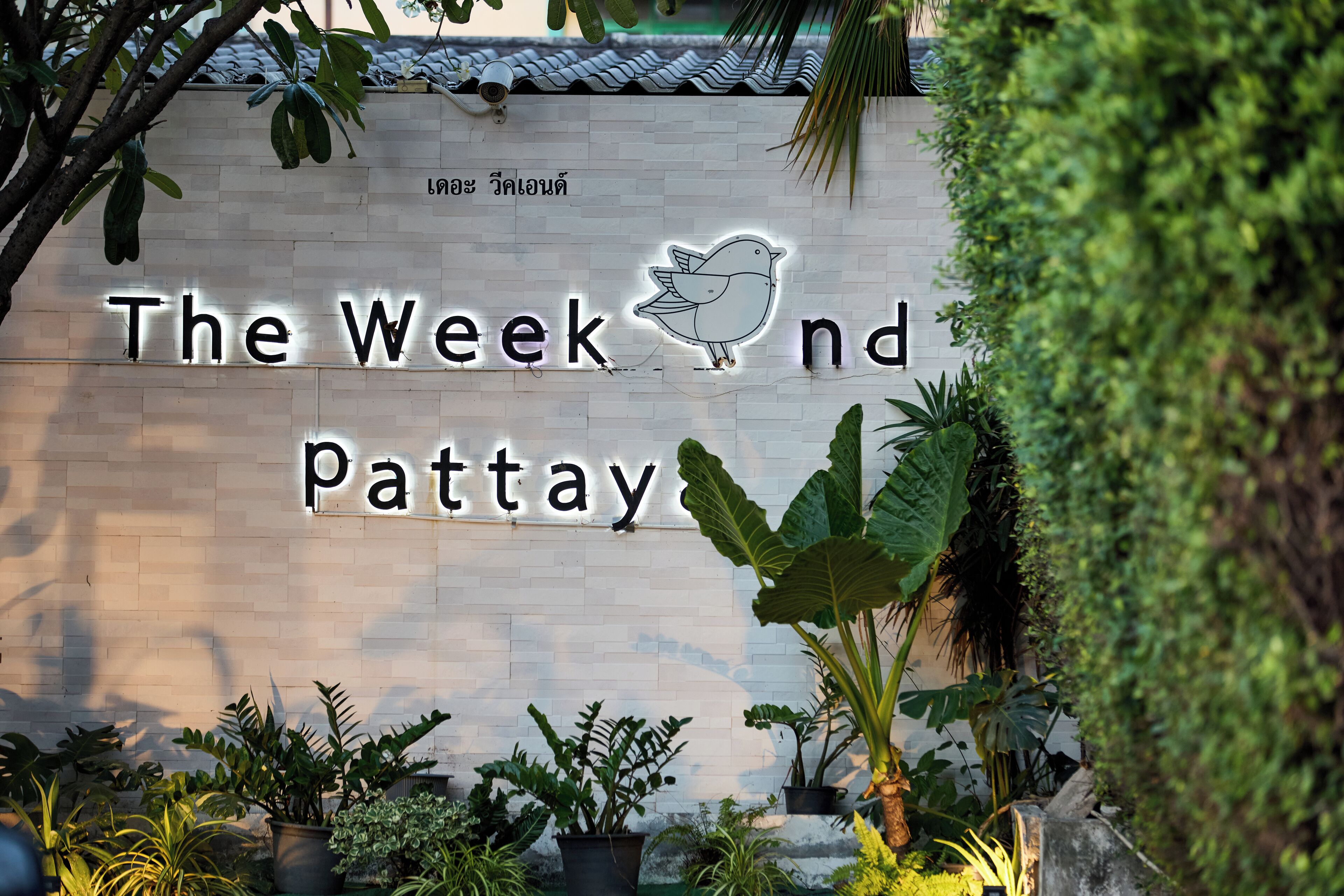Foto - The Weekend Pattaya (Tweet Tweet Nest Pattaya)