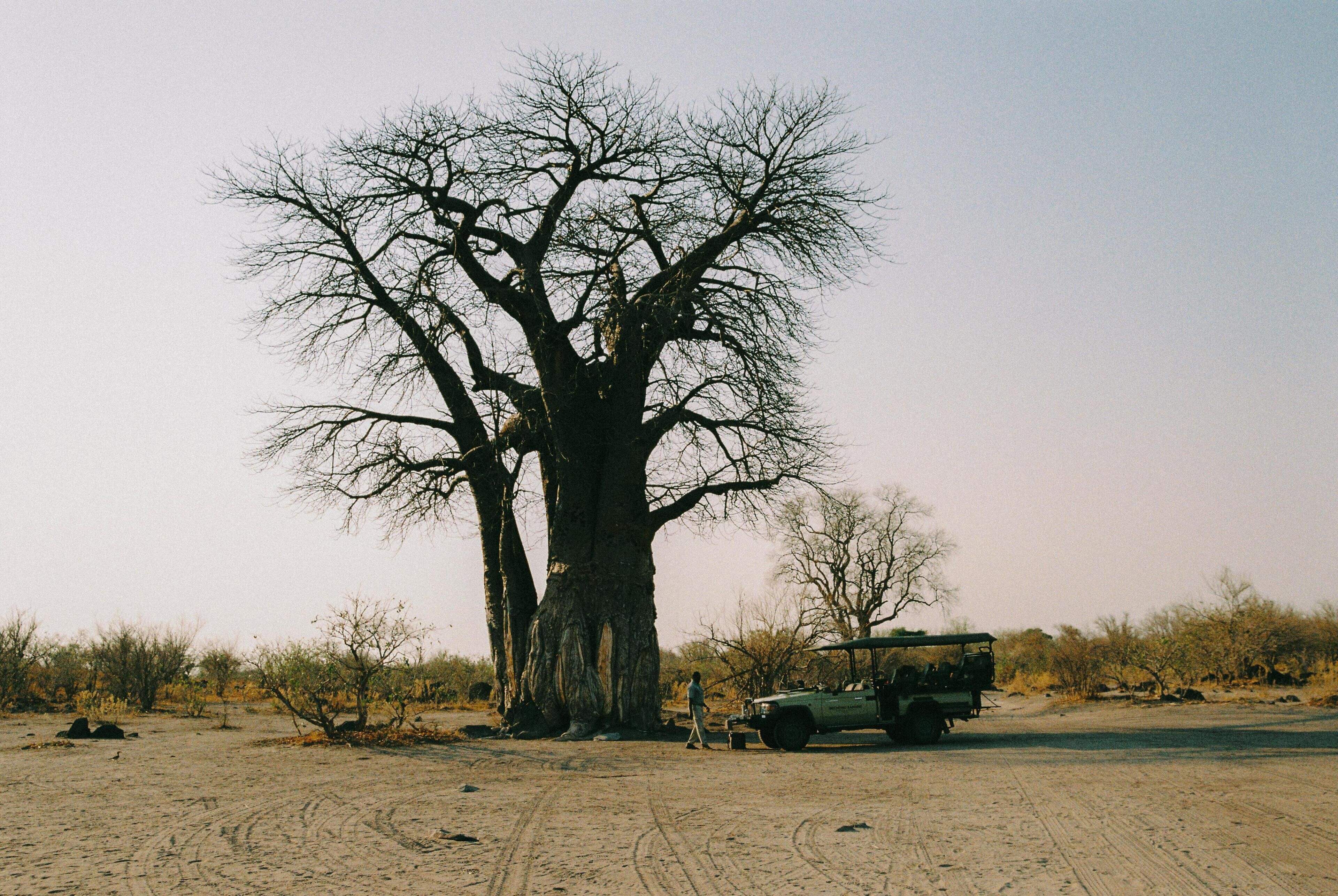 Un albero imponente in un paesaggio arido, con un veicolo parcheggiato nelle vicinanze.