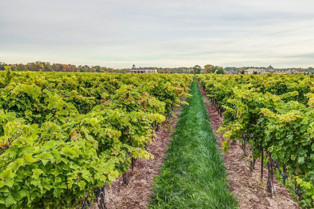 Photo - Vineyard Villa