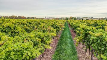 A vineyard with rows of grapevines.