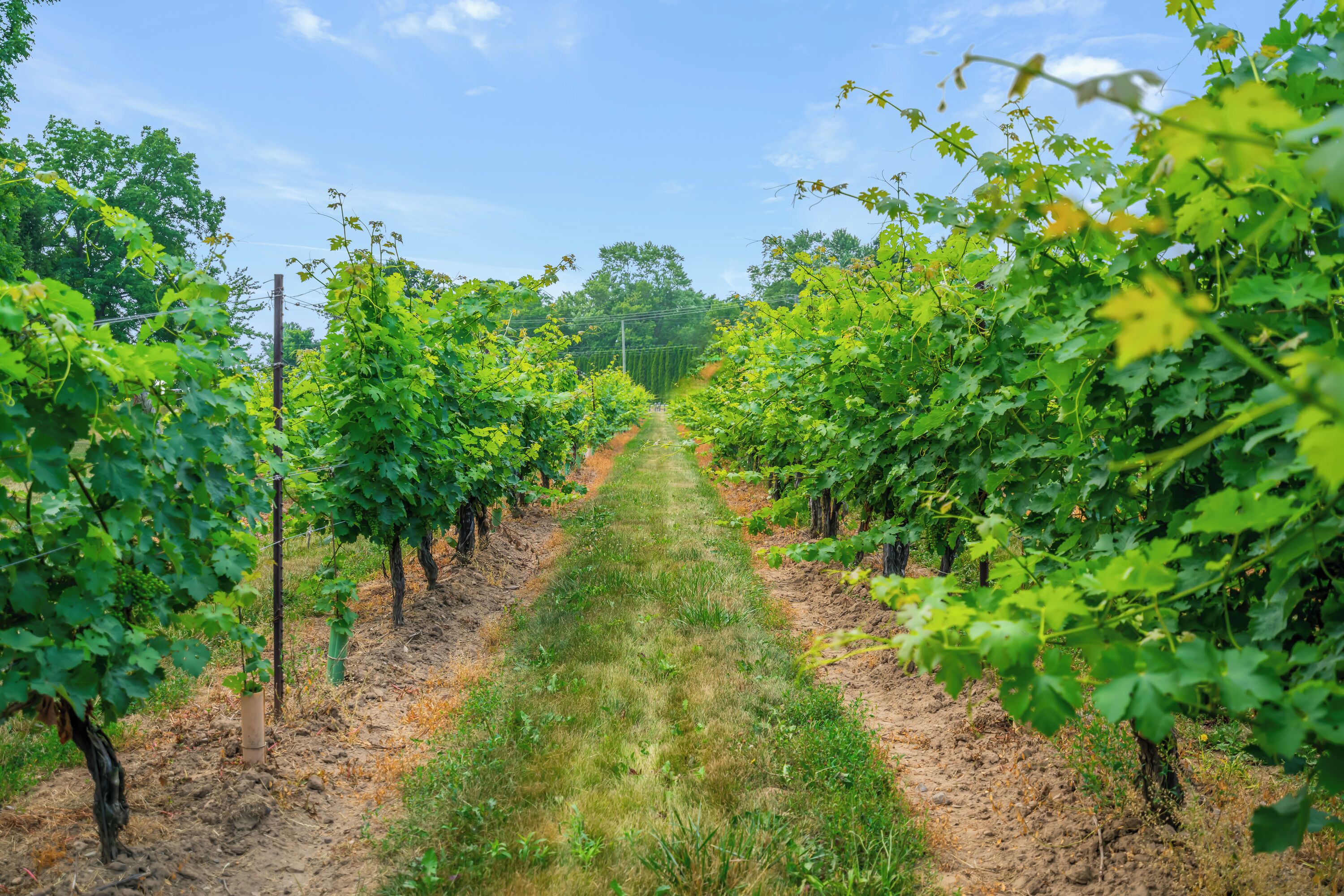 Photo - Vineyard Villa