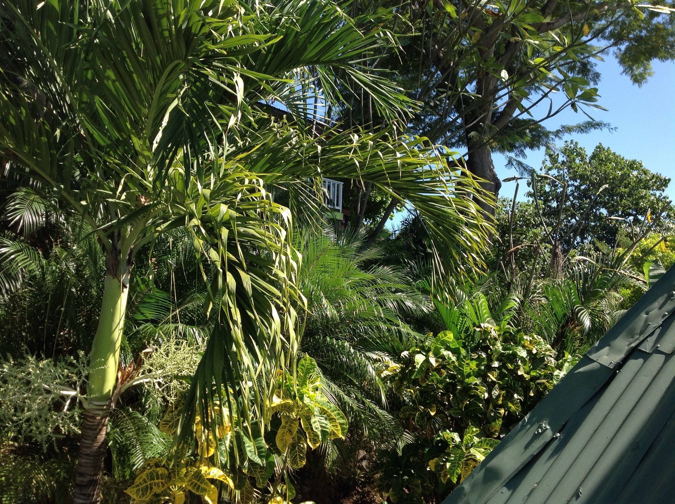 Foto - Tamarindo Village Hotel