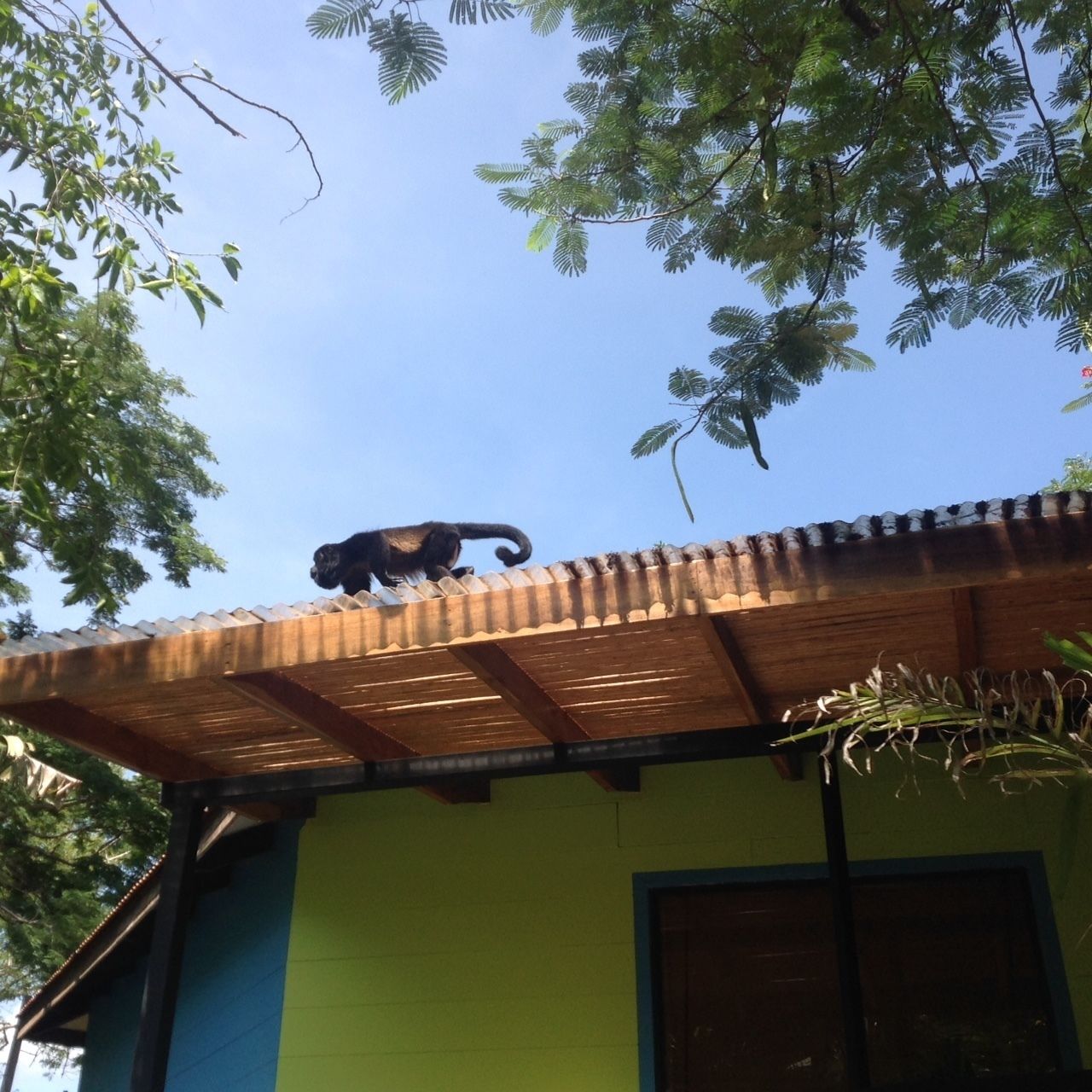 A monkey on a roof.